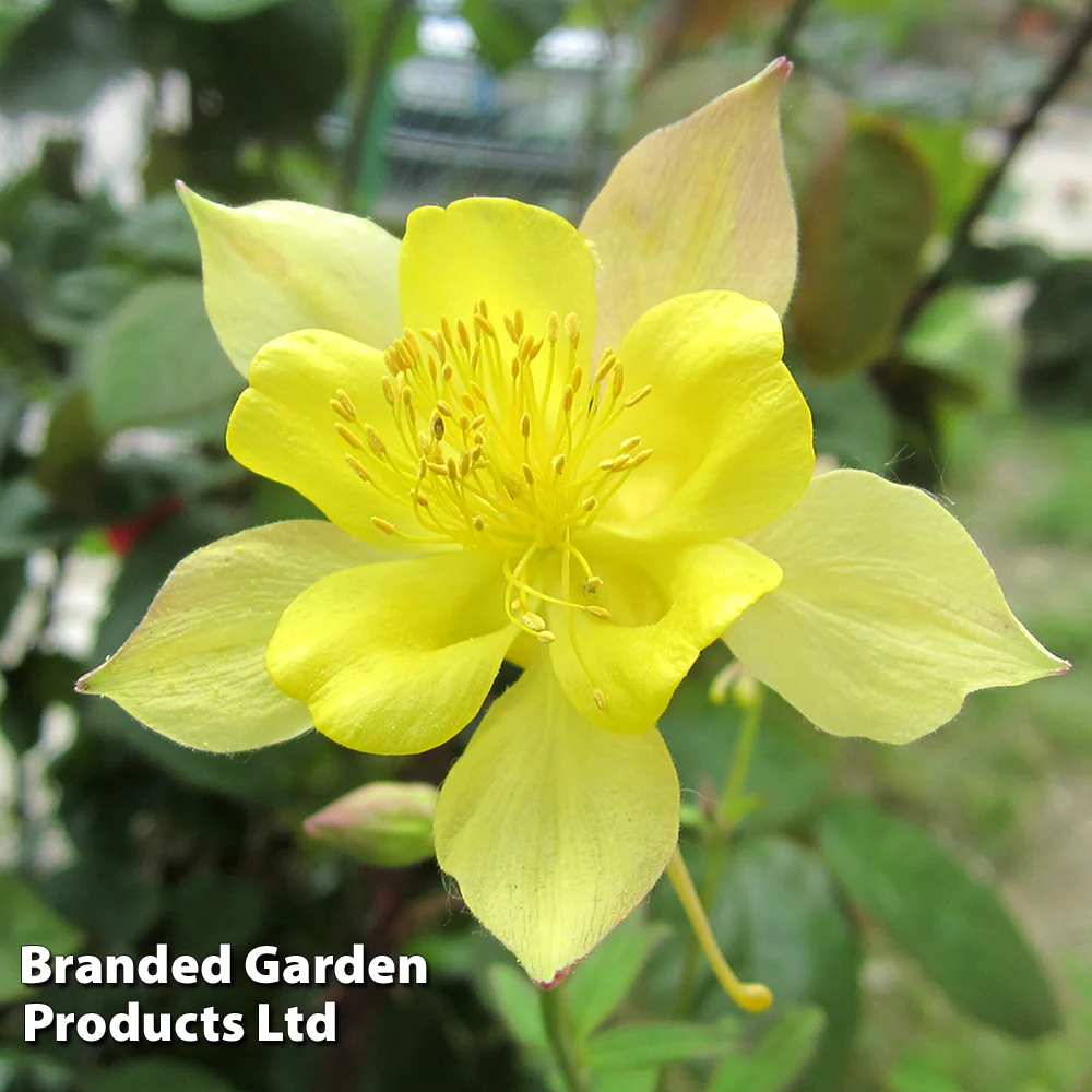 Aquilegia x Caerulea 'Sunshine'