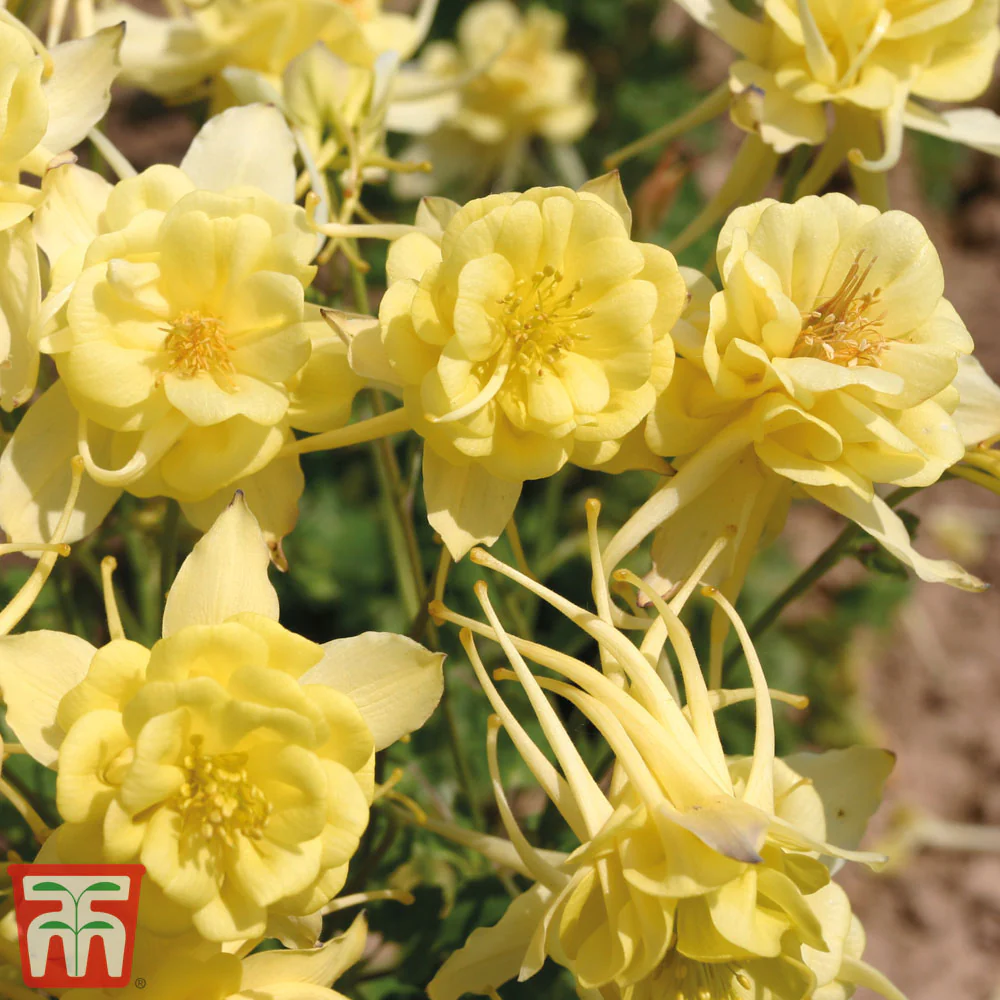 Aquilegia x Caerulea 'Sunshine' - Image 2