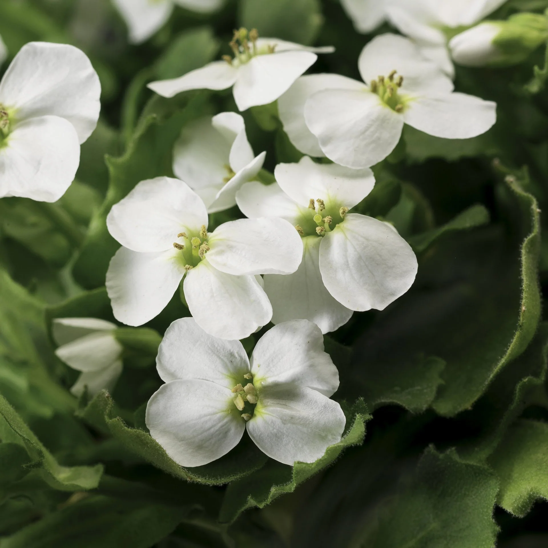 Arabis Little Treasure White - Image 3