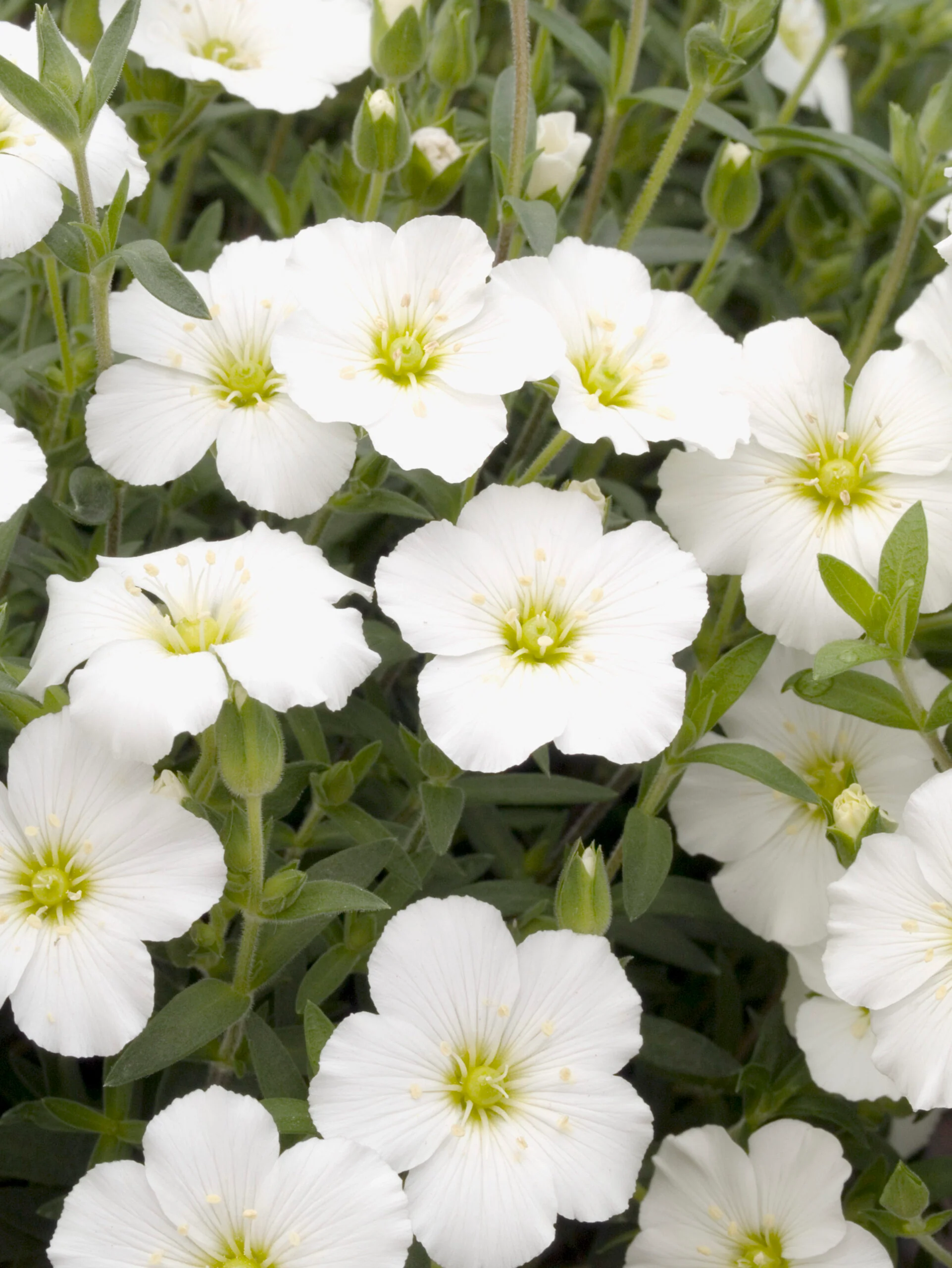 Arenaria Montana Blizzard White (9cm)