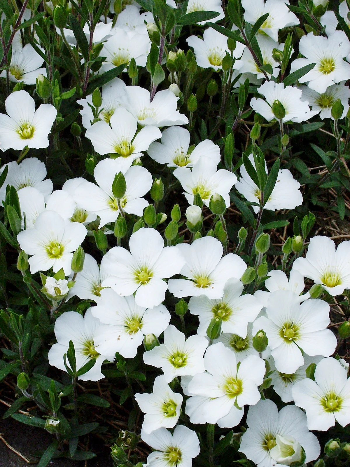 Arenaria Montana Blizzard White (9cm) - Image 2