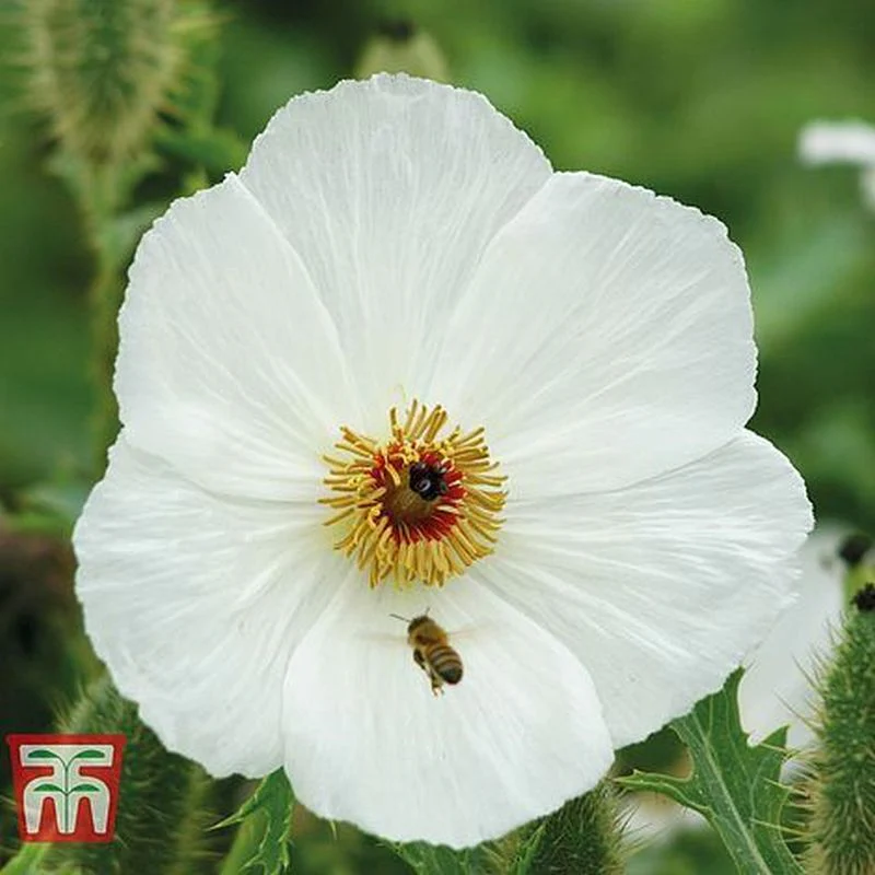 Argemone Platyceras
