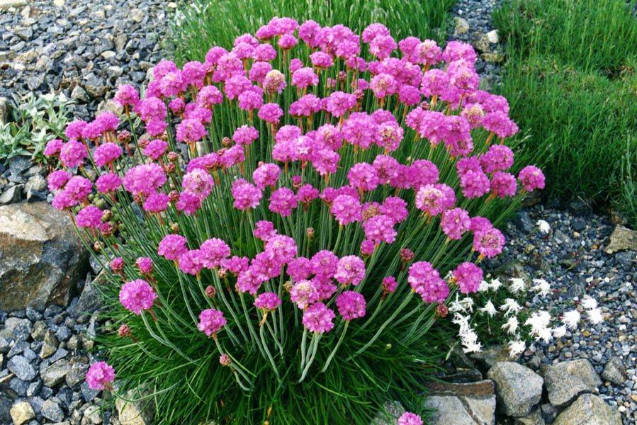 Armeria maritima 'Armada Rose' (9cm)