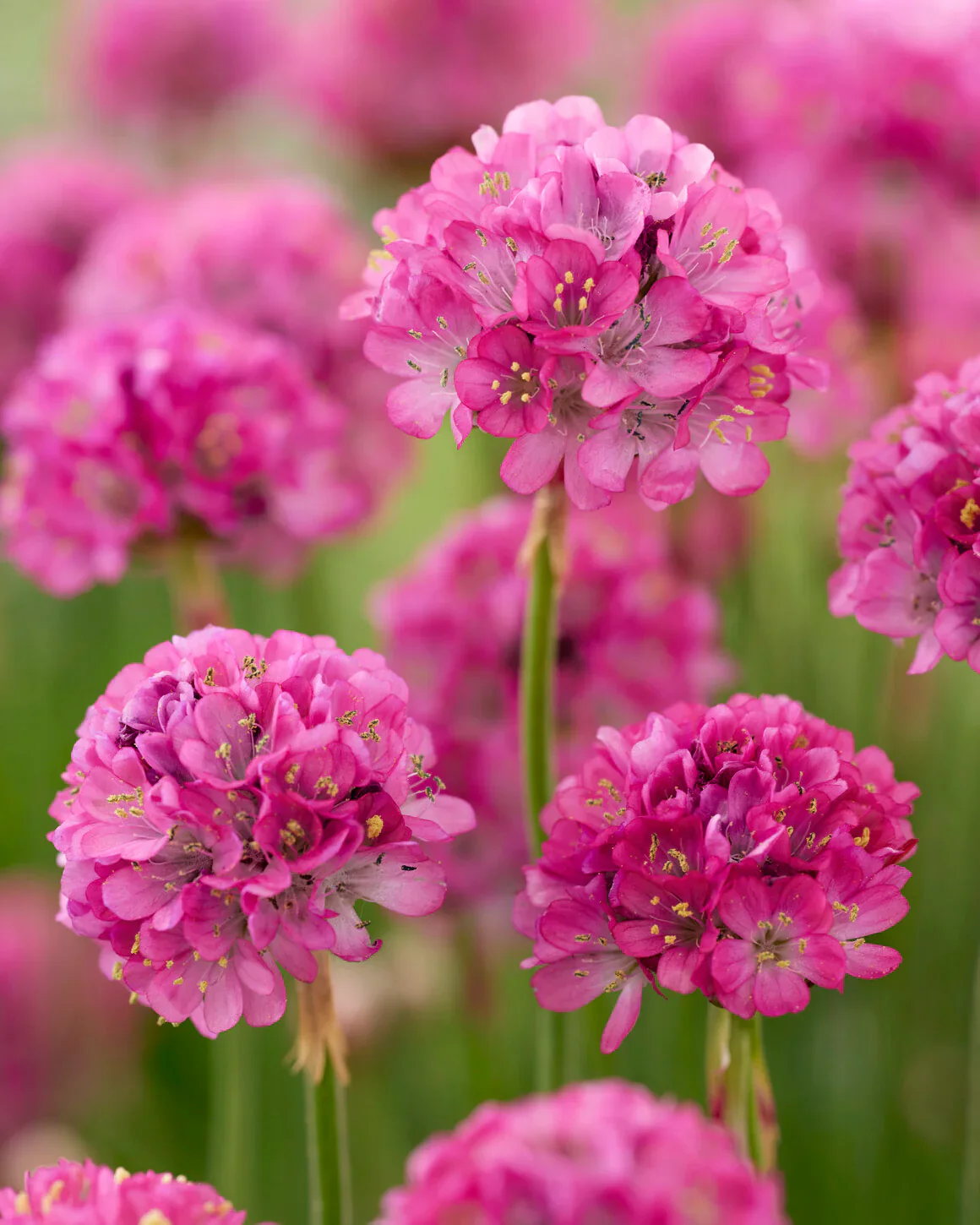 Armeria Maritima Pale Pink 9cm - Image 2