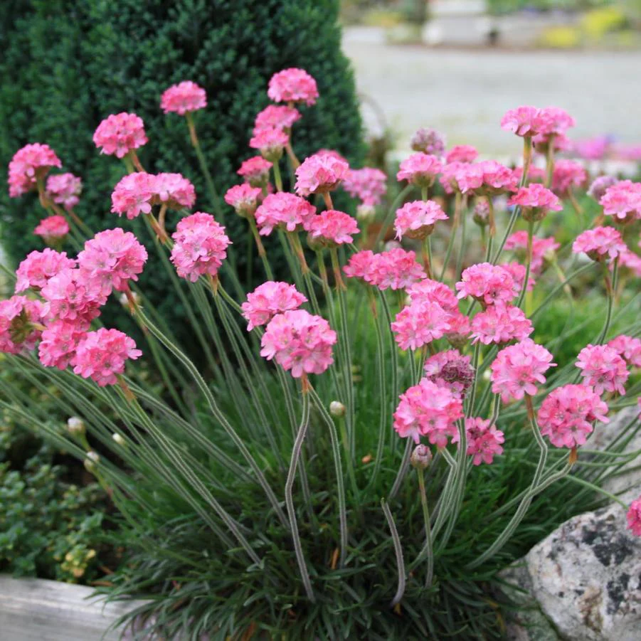 Armeria maritima rubrifolia 9cm - Image 2