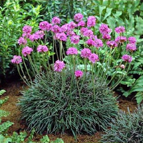 Armeria maritima rubrifolia 9cm - Image 3