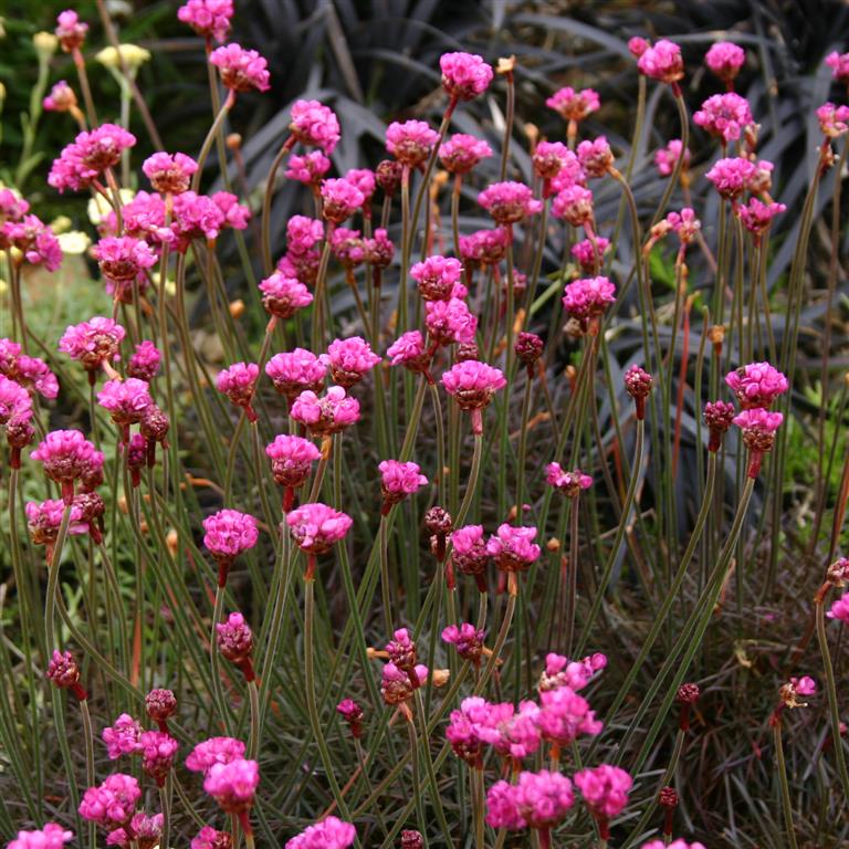 Armeria maritima rubrifolia 9cm - Image 4