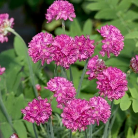 Armeria Nifty Thrifty 9cm