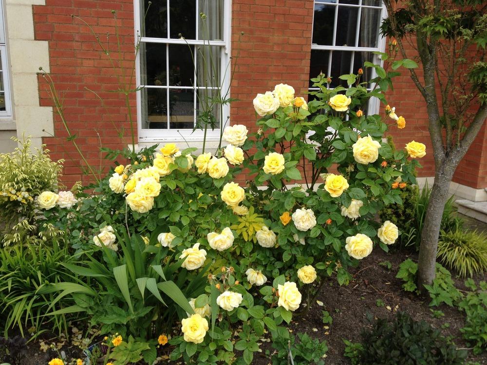 Arthur Bell Floribunda Rose 4.5 Litre - Image 2
