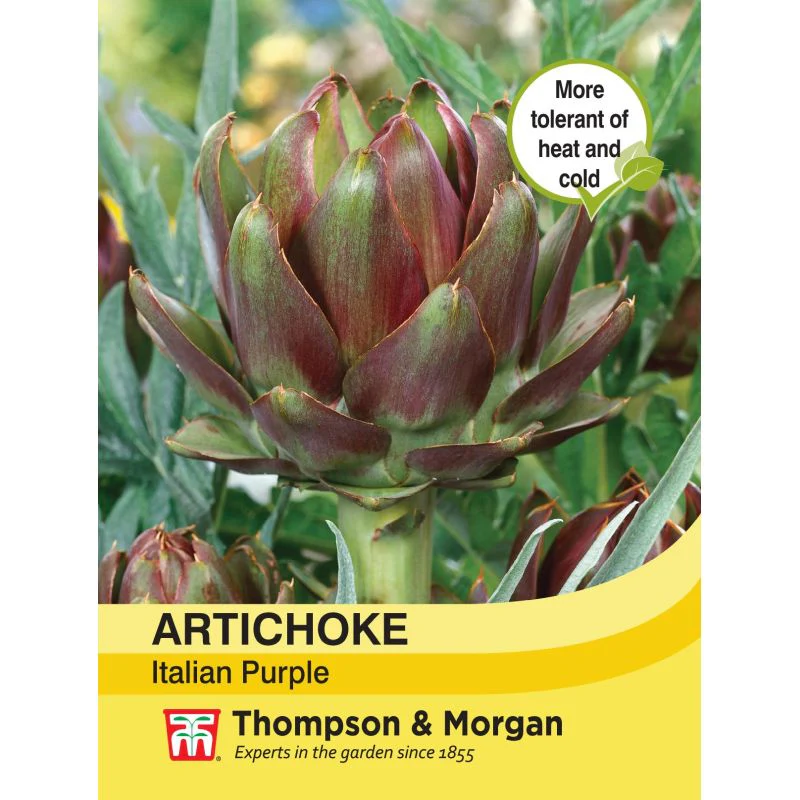 Artichoke 'Italian Purple'