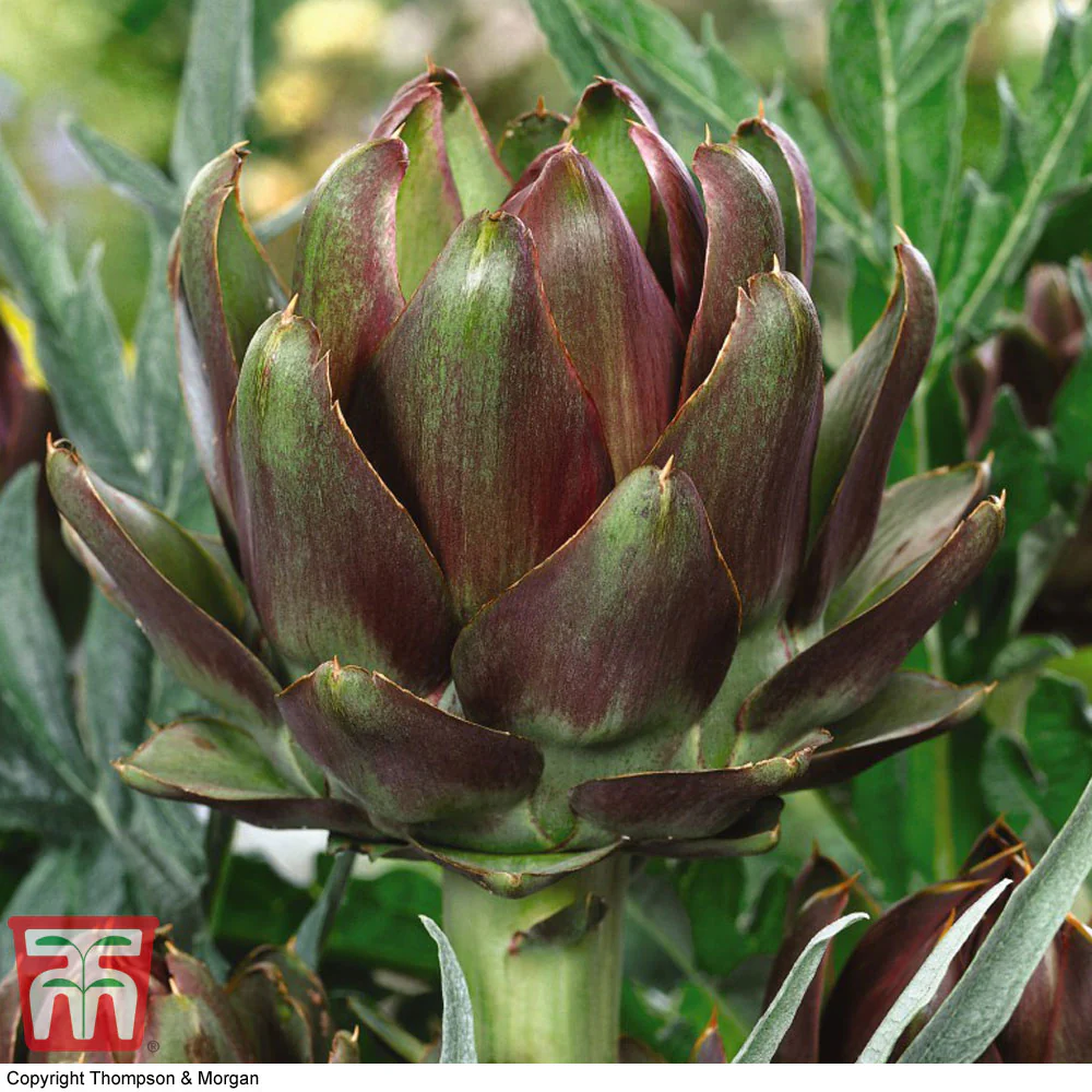 Artichoke 'Italian Purple' - Image 2
