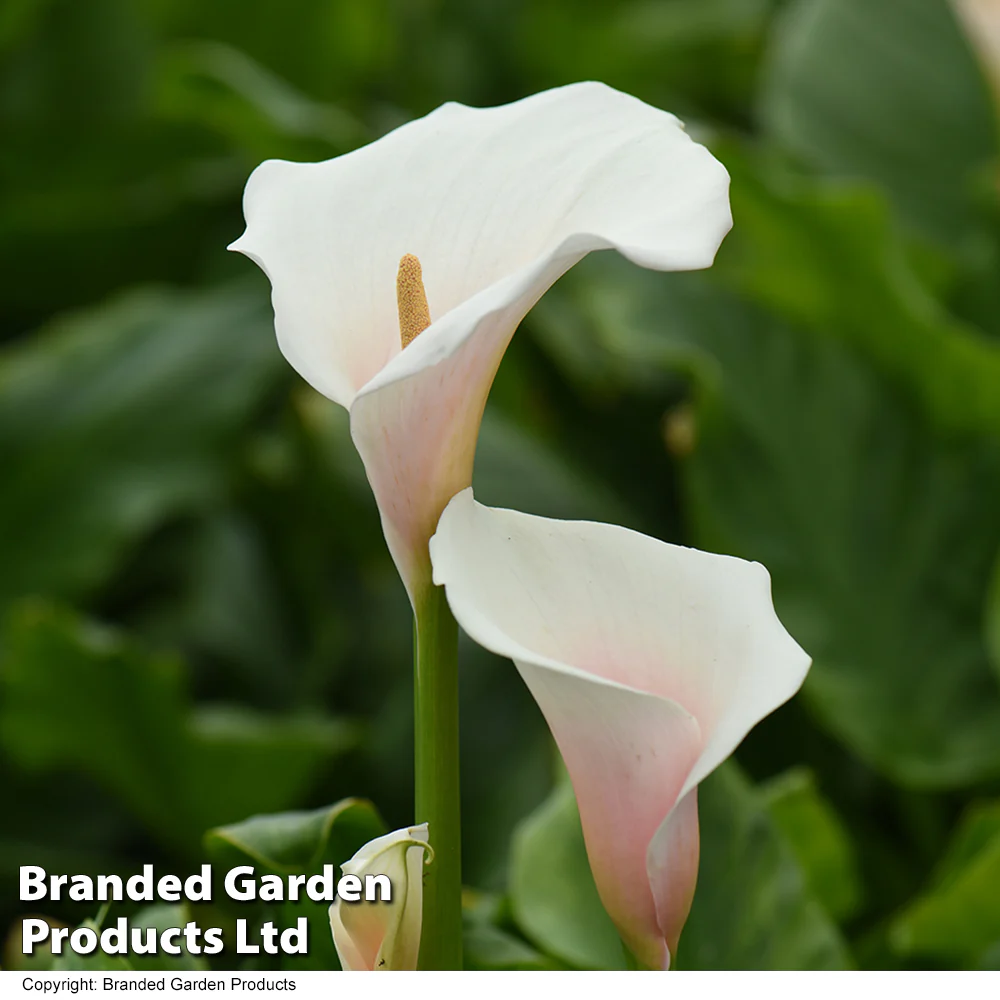 Arum Lily 'Pink Splash' - Image 2