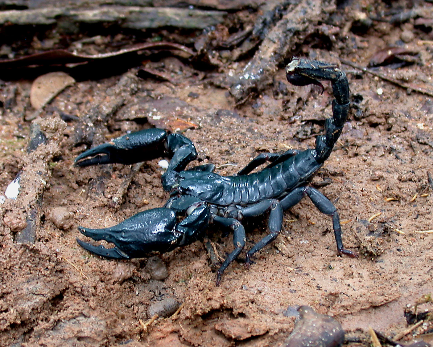Asian Forest Scorpion - Image 2