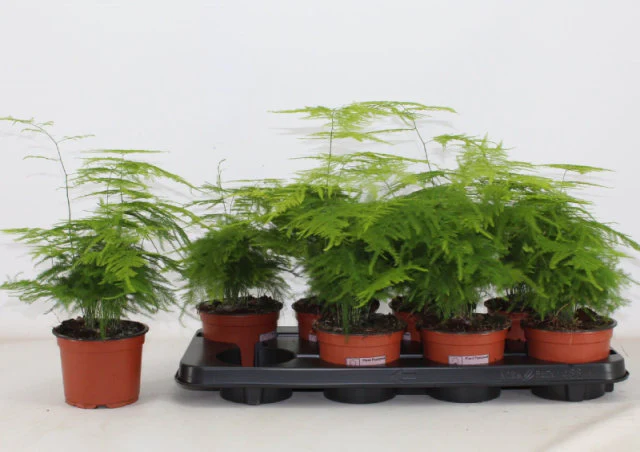 Asparagus Fern | Asparagus setaceus P12