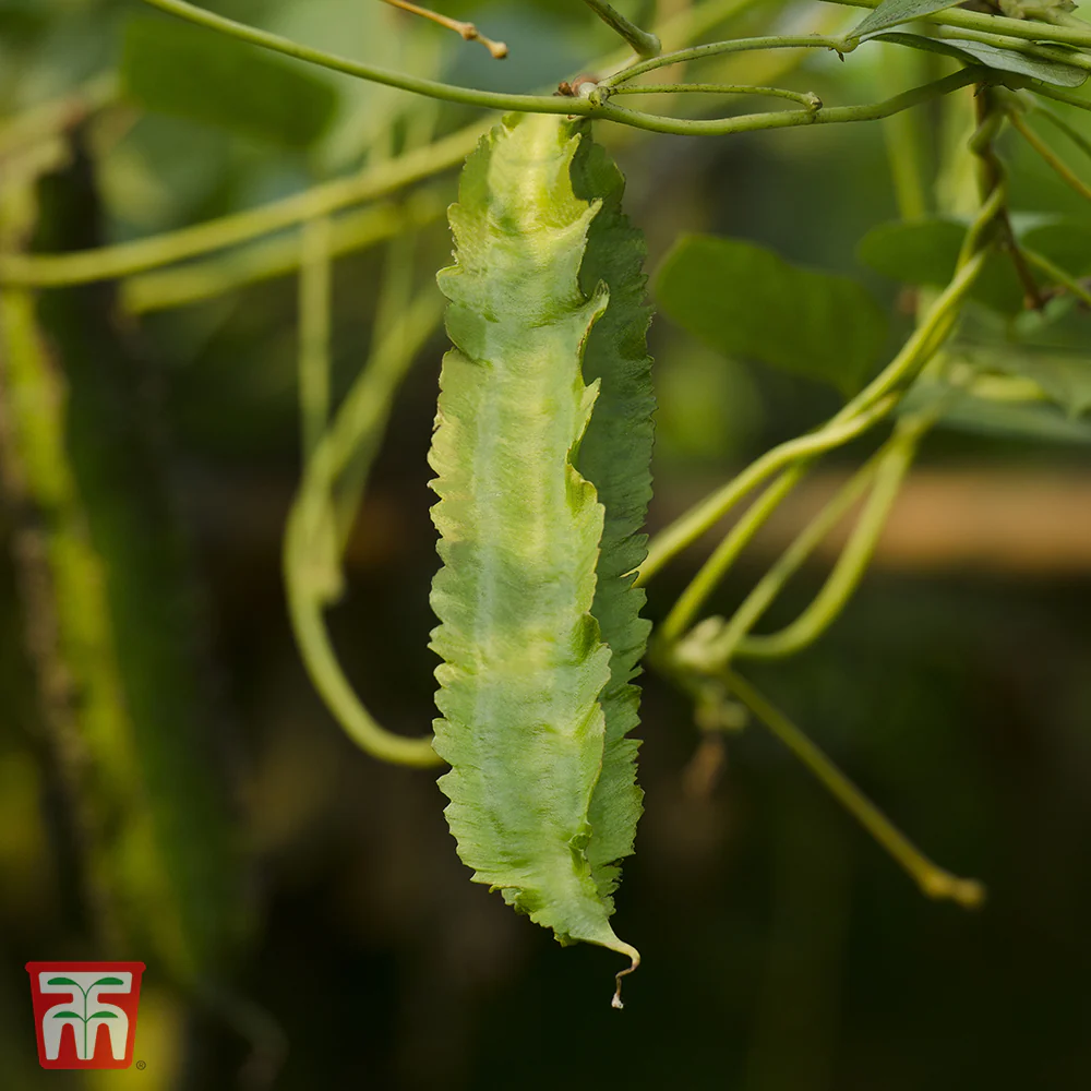 Asparagus Pea - Image 2