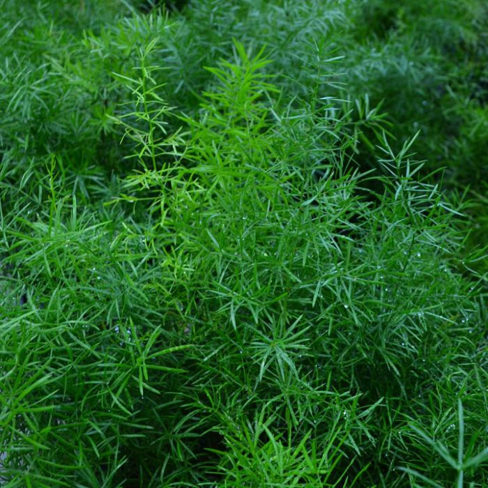 Asparagus Fern Hanging Plant | Asparagus Sprengeri - Image 2
