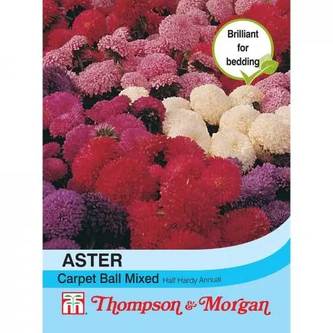 Aster 'Carpet Ball Mixed' - Image 2