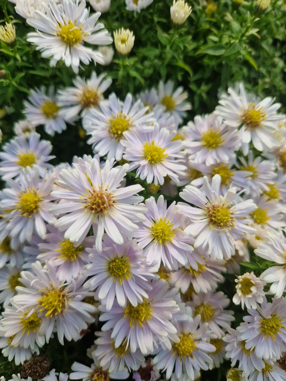 Aster Novi-Belgii 'Snow Cushion' (2 Litre) - Image 3