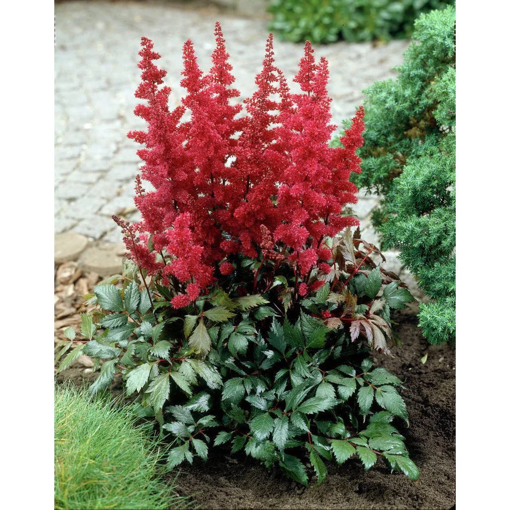 Astilbe 'Fanal' (2 Litre) - Image 2