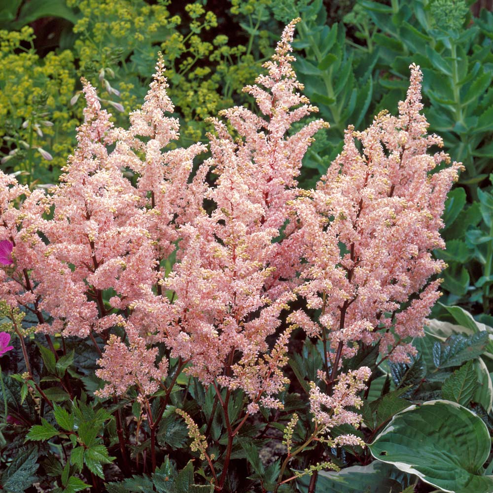 Astilbe rosea 'Peach Blossom' 2 Litre - Image 2