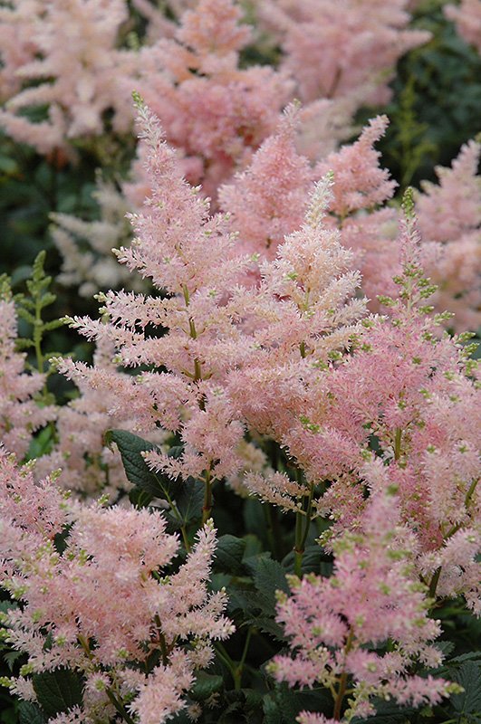 Astilbe rosea 'Peach Blossom' 2 Litre - Image 3