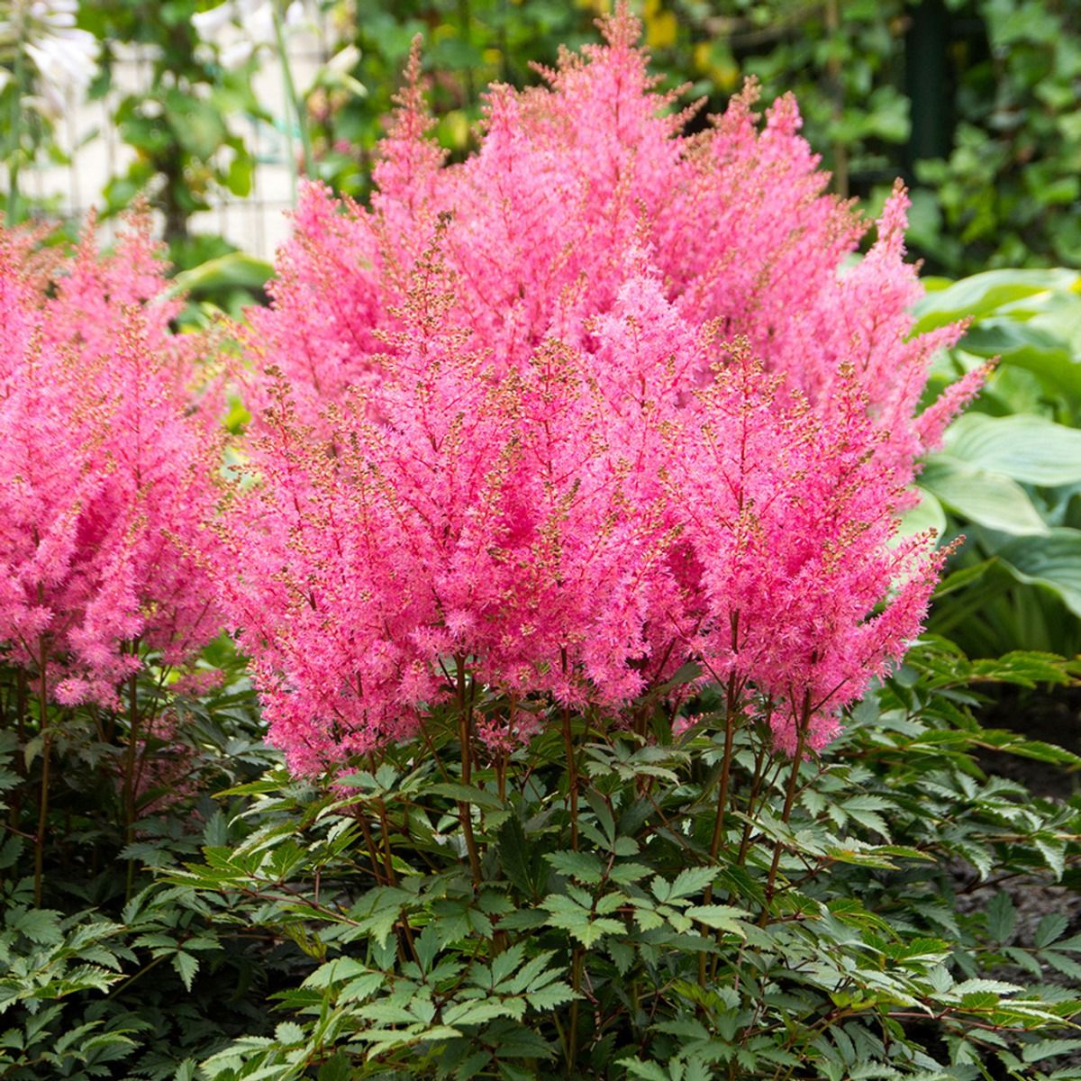 Astilbe 'Youinique Pink' 2 Litre