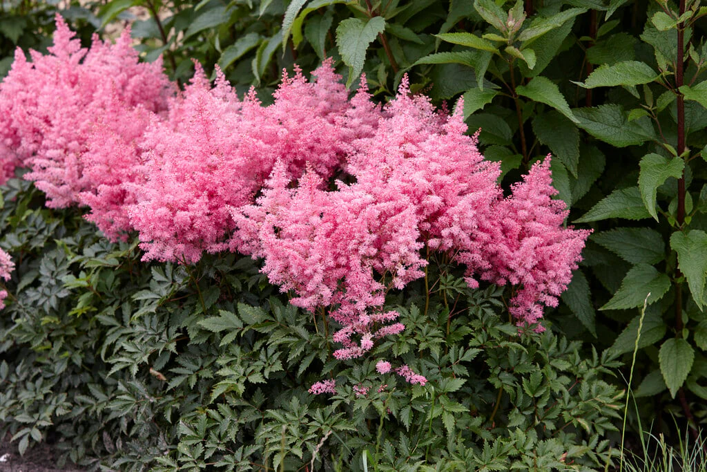 Astilbe 'Youinique Pink' 2 Litre - Image 2