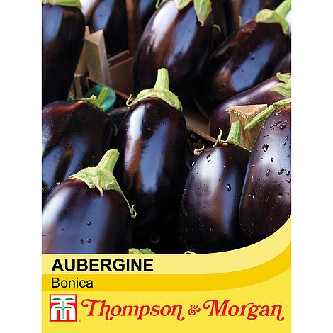 Aubergine 'Bonica'