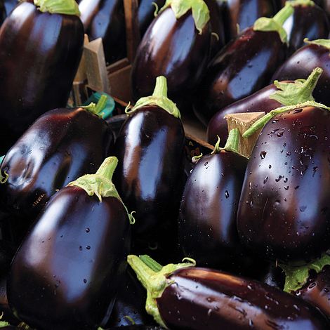 Aubergine 'Bonica' - Image 2