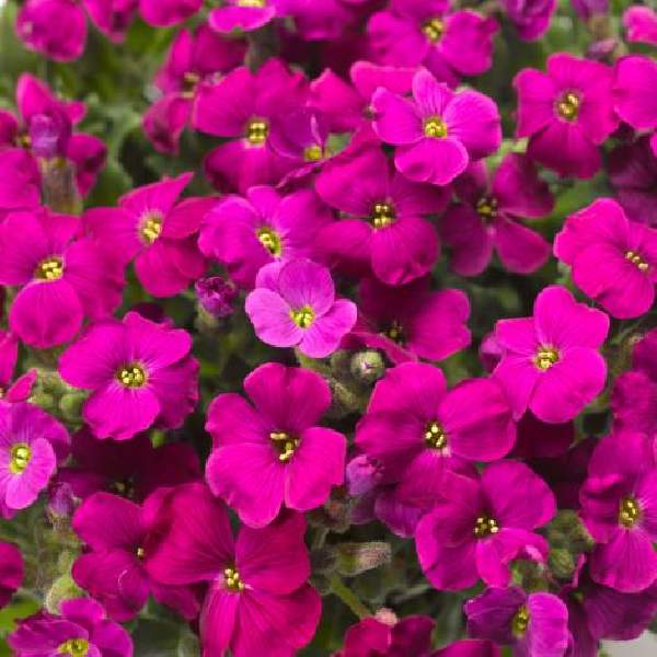 Aubrieta Audrey Red