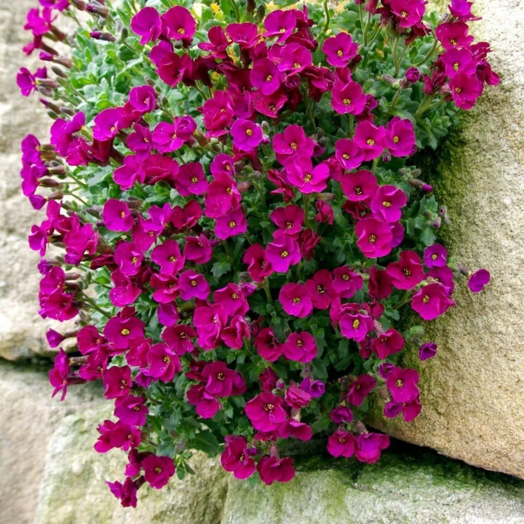 Aubrieta Audrey Red - Image 2