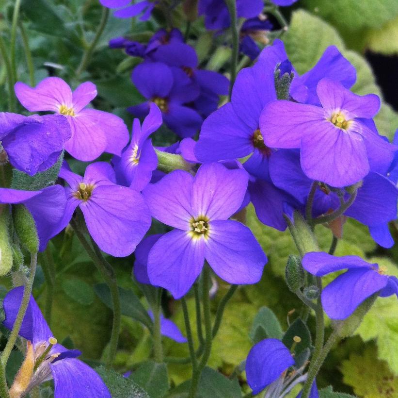 Aubrieta 'Blue Cascade' 9cm
