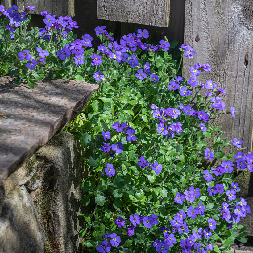 Aubrieta 'Blue Cascade' 9cm - Image 2