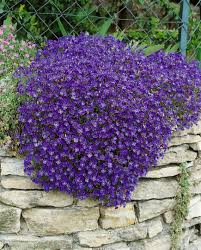 Aubrieta 'Blue Cascade' 9cm - Image 3