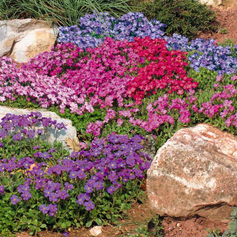 Aubrieta 'T&M Mixed Hybrids' - Image 2