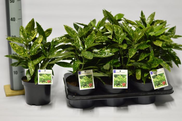Aucuba Japonica Variegata | Variegated Japanese Laurel (2 Litre)