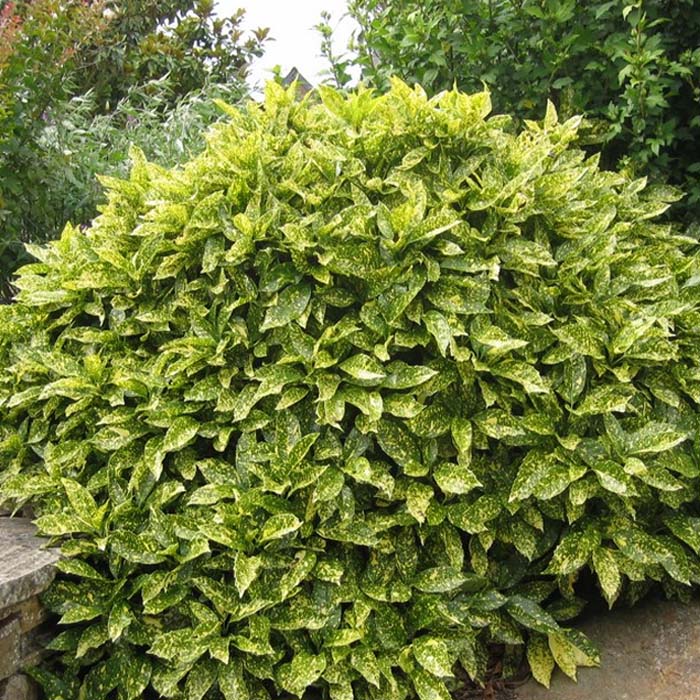 Aucuba Japonica Variegata | Variegated Japanese Laurel (2 Litre) - Image 2
