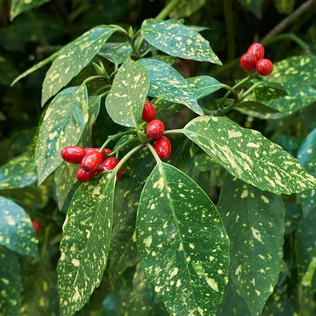 Aucuba Japonica Variegata | Variegated Japanese Laurel (2 Litre) - Image 3