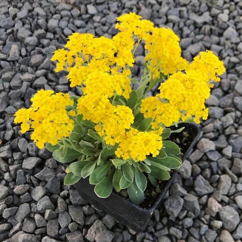 Aurinia 'Summit Yellow' 9cm