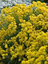 Aurinia 'Summit Yellow' 9cm - Image 2
