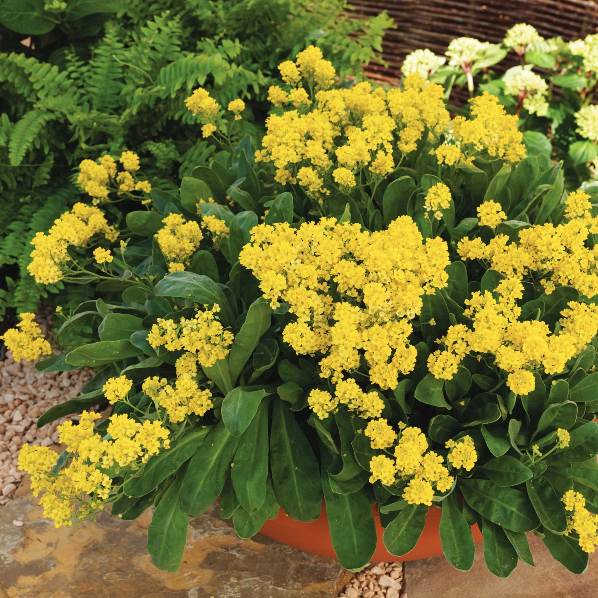 Aurinia 'Summit Yellow' 9cm - Image 3