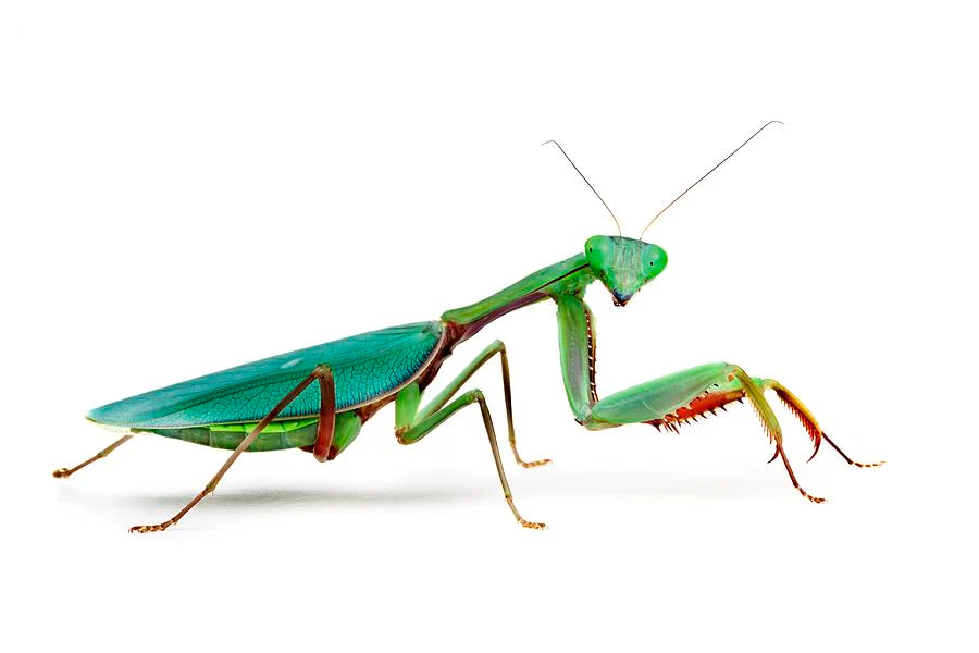 Australian Giant Mantis (Hierodula majuscula)