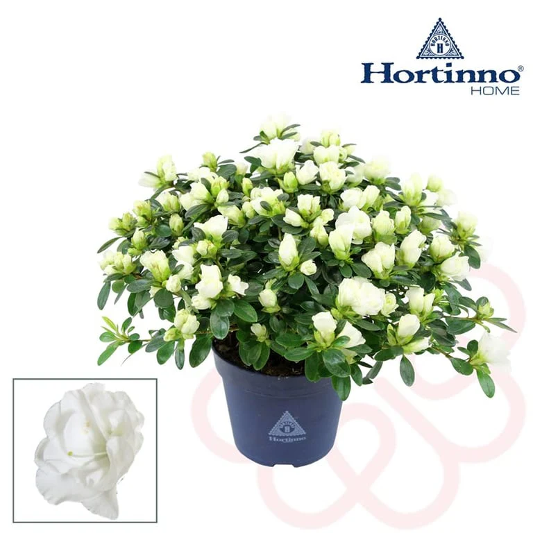Azalea Hortinno 'Noralinde Beli'