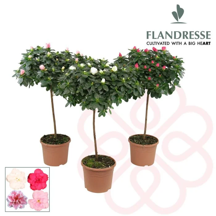 Azalea simsii mix P19 stem