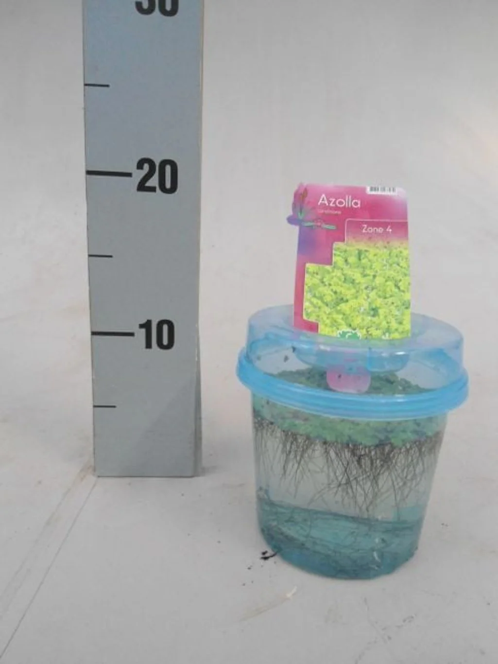 Azolla caroliniana BEAKER - Image 3