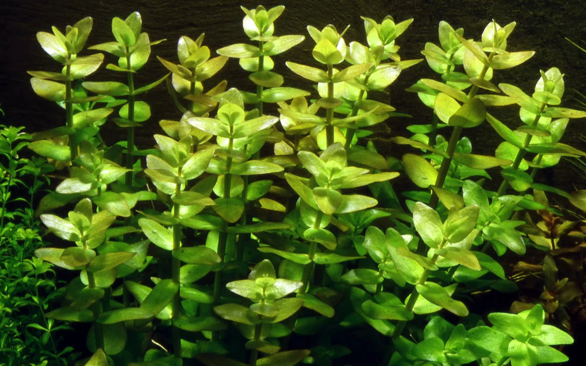 Bacopa Caroliniana 043 - Image 3