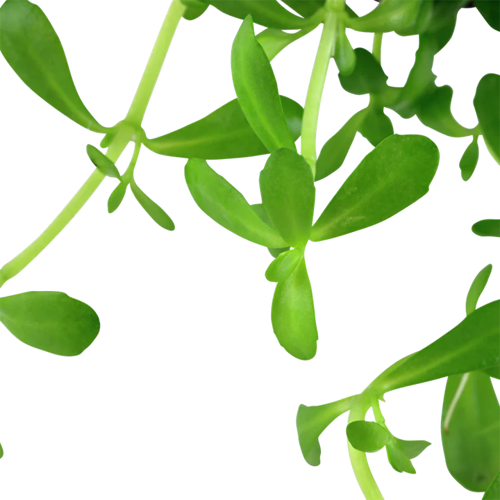 Bacopa Compact Potted 044A - Image 3