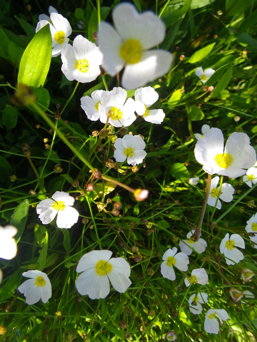 Baldellia ranunculoides | Lesser Water-Plantain Buttercup P9
