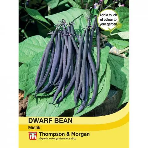 Bean Dwarf Mistik