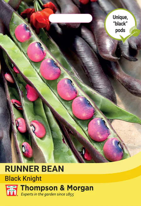 Runner Bean 'Black Knight'
